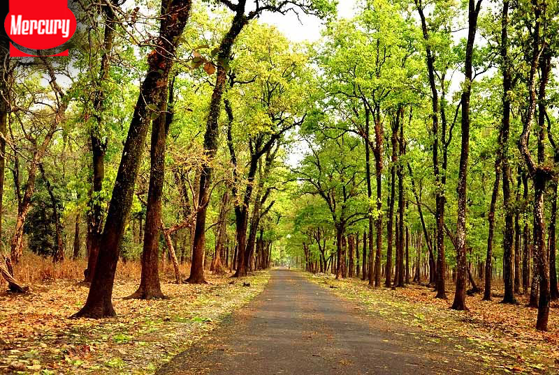 dooars jungle safari tour