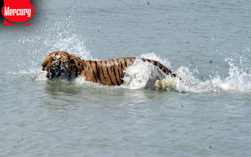 sundarban tour package from Kolkata
