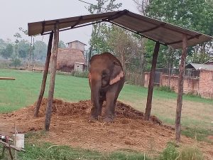 chitwan elephant ride