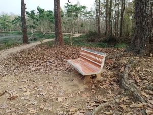 chitwan forest