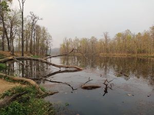 chitwan jungle