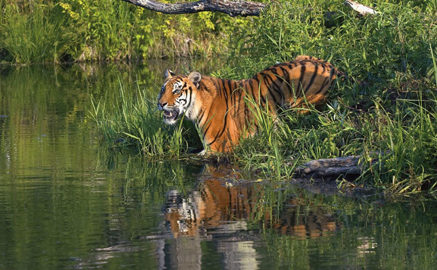 Sundarban