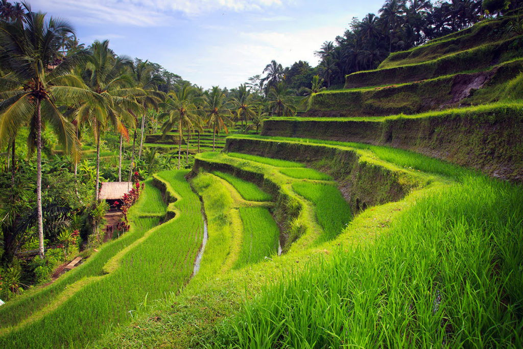 Bali Tour
