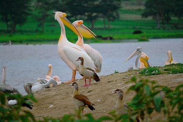 pelican in lake nakaru national park Kenya masaimara tour