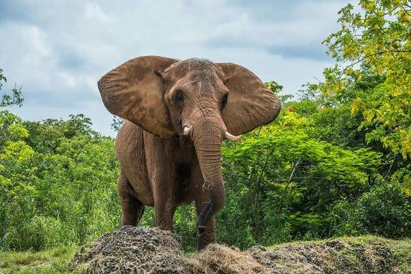 Samburu National park elephant during Kenya masaimara trip