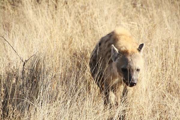 Hyena at Tsavo East National park game drive in kenya