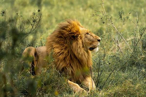 Lion at Jungle in Masaimara tour package