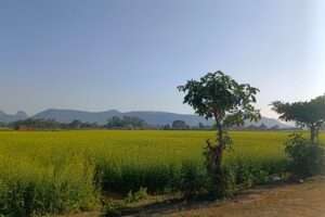 Rice field at Purulia tour