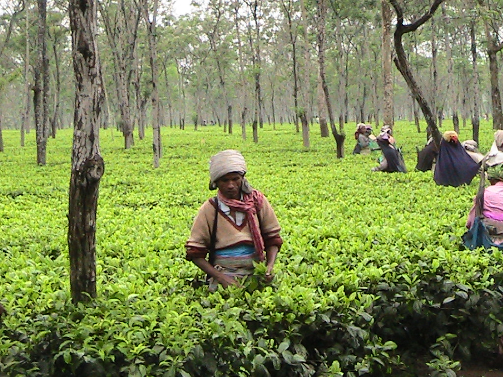 Plucking tea in Gorubathan tea garden in Dooars