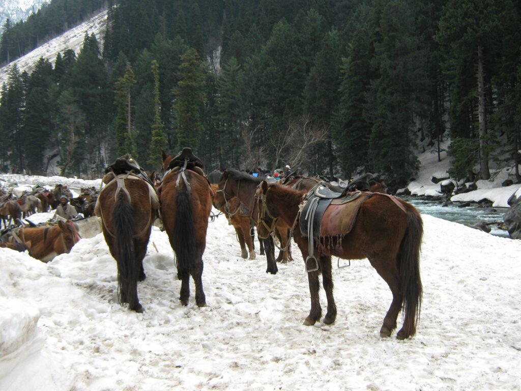 sonmarg tour kashmir package tour