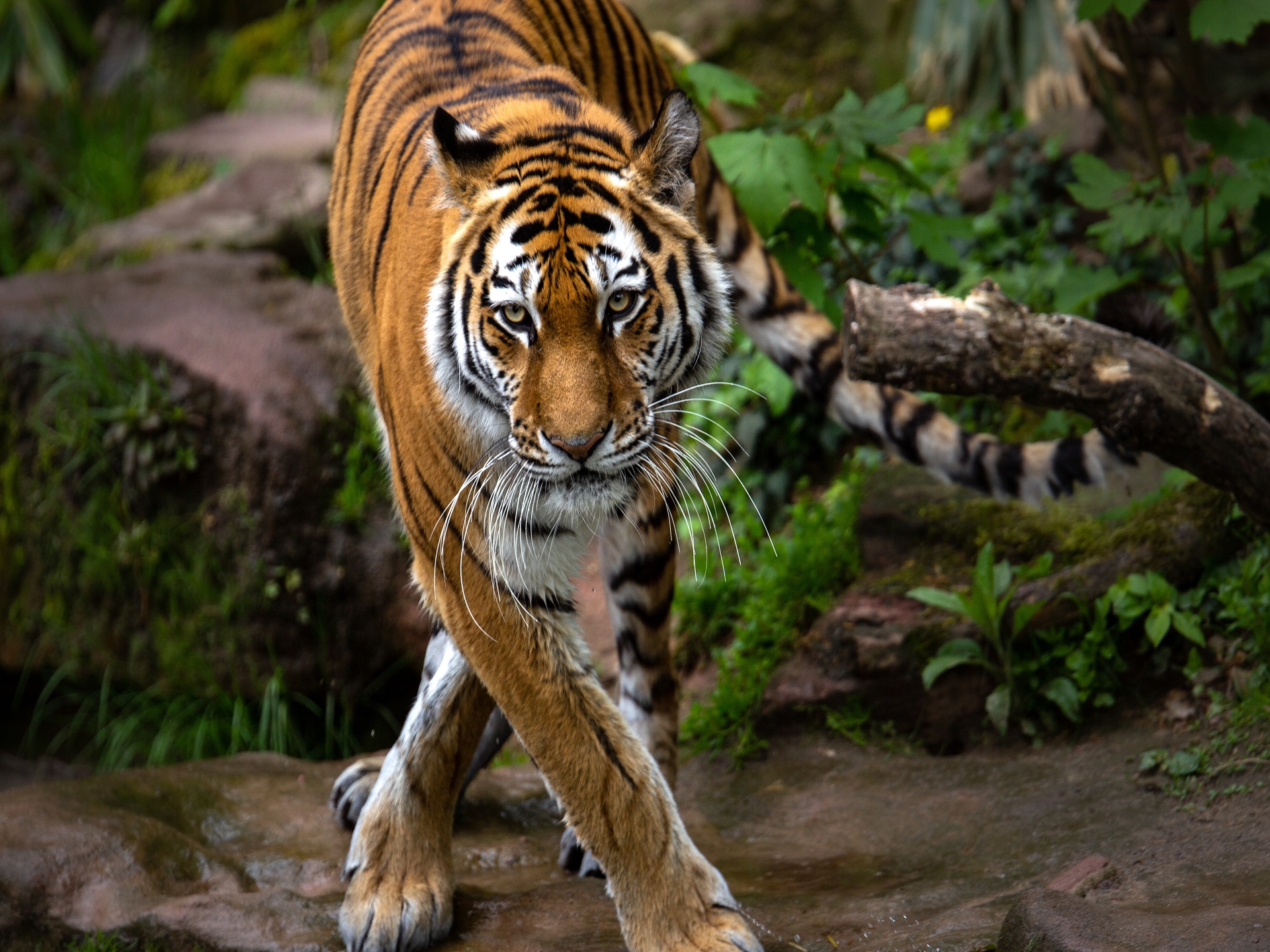 tadoba package from nagpur