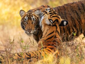Ranthambore Jungle Safari Package